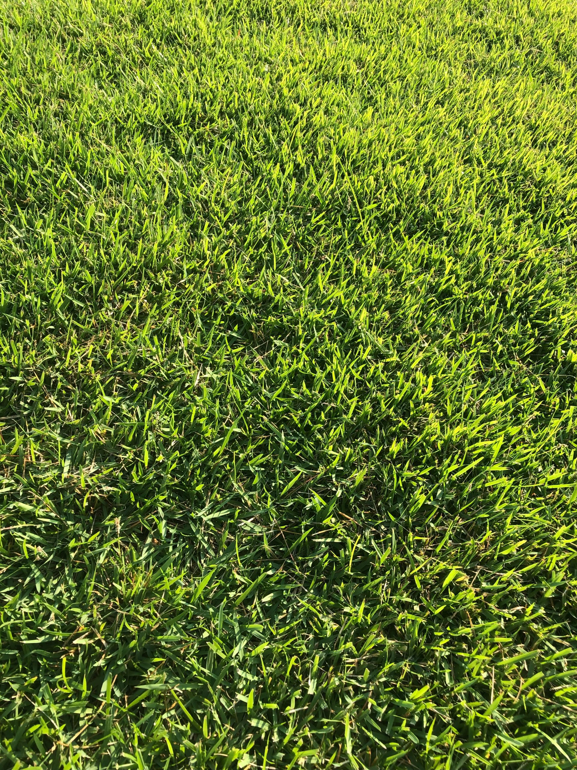 Empire Zoysia sod with thick drought-resistant blades thriving in full Georgia sun supplied by 404 Sod