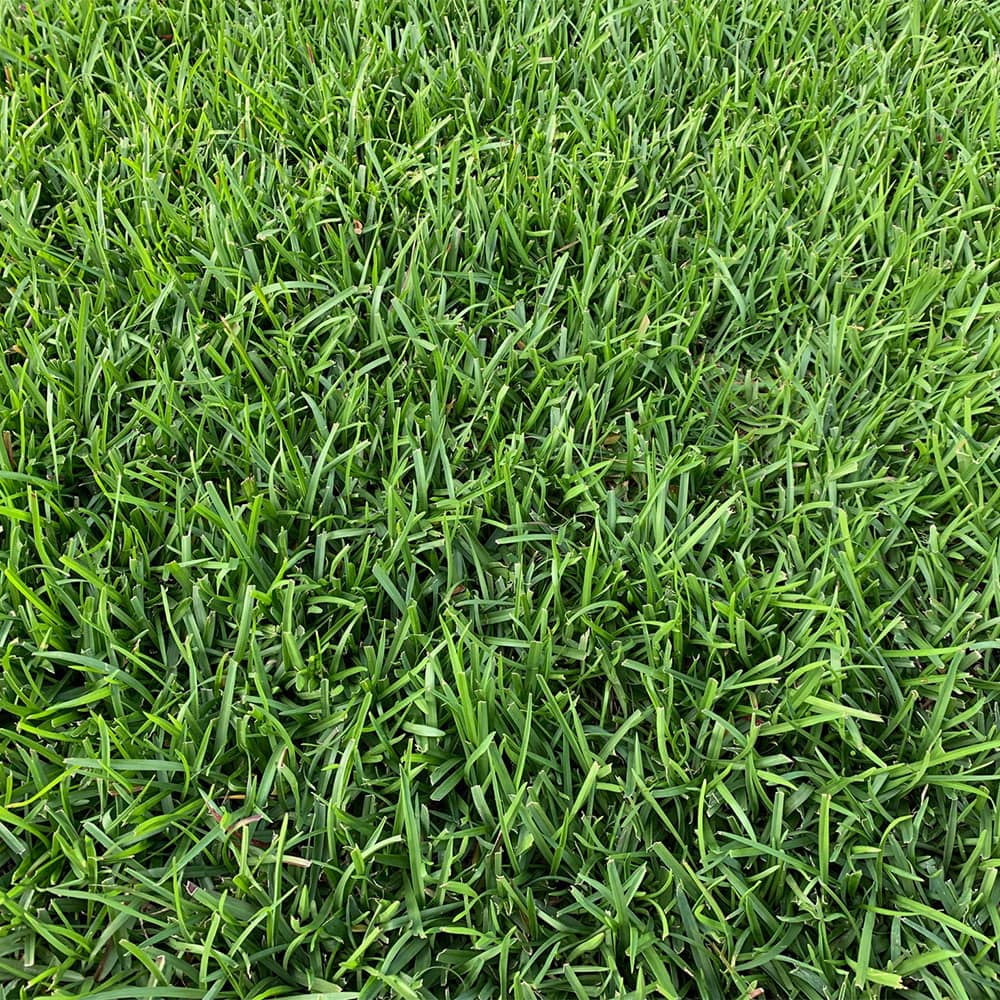 Centipede grass sod with light green slow-growing blades requiring minimal maintenance for Georgia homeowners