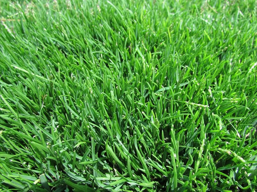 Close-up of Emerald Zoysia sod showing its dense fine-textured blades available for delivery in Georgia