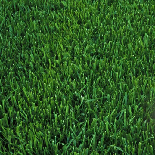 Tall Fescue sod with thick dark green cool-season blades suited for shaded Georgia yards from 404 Sod