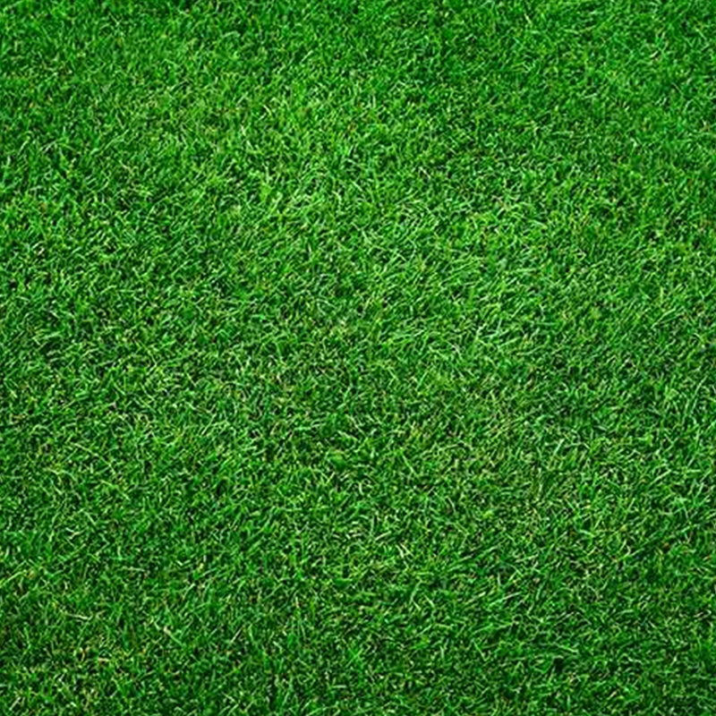 Overhead view of Meyer Zoysia sod with its medium-textured cold-hardy blades available from 404 Sod Georgia