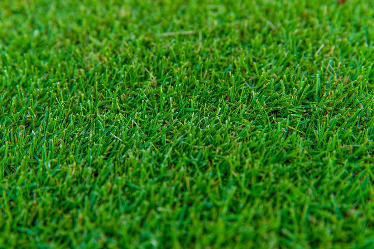 Bermuda TifTuf sod up close highlighting its drought-tolerant short blades sold by 404 Sod in Georgia