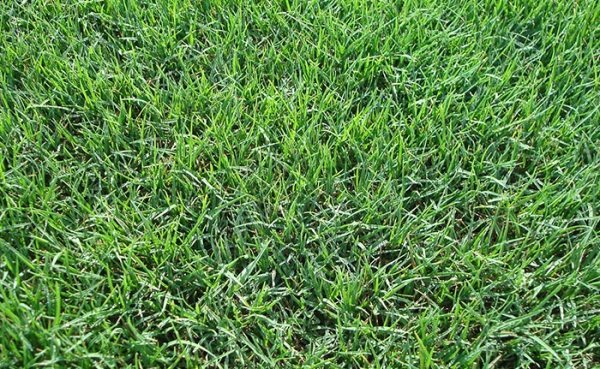 Bermuda Tifway 419 sod with wear-resistant dense growth ideal for high-traffic Georgia lawns and job sites